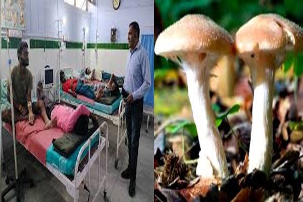 जंगली मशरूम खाने से यूपी के 8 लोग बीमार! अस्पताल में किया गया भर्ती
